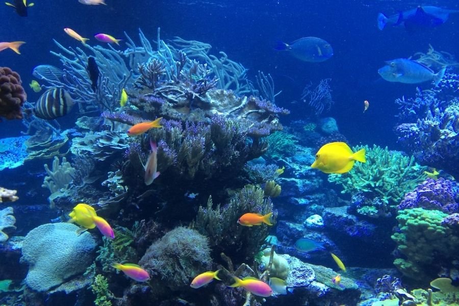 scuba-in-malvan